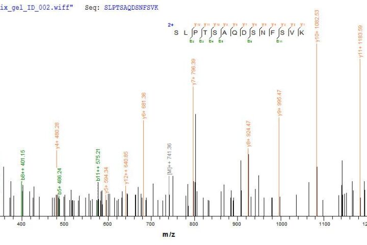 SEQUEST analysis of LC MS/MS spectra obtained from a run with QP7351 identified a match between this protein and the spectra of a peptide sequence that matches a region of Envelope glycoprotein GP350.