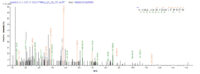 Additional SEQUEST analysis of the LC MS/MS spectra from QP7351 identified an additional between this protein and the spectra of another peptide sequence that matches a region of Envelope glycoprotein GP350 confirming successful recombinant synthesis.