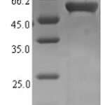 SDS-PAGE separation of QP7355 followed by commassie total protein stain results in a primary band consistent with reported data for Recombination and repair protein. These data demonstrate Greater than 86.2% as determined by SDS-PAGE.