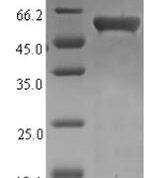 SDS-PAGE separation of QP7355 followed by commassie total protein stain results in a primary band consistent with reported data for Recombination and repair protein. These data demonstrate Greater than 86.2% as determined by SDS-PAGE.