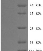 SDS-PAGE separation of QP7357 followed by commassie total protein stain results in a primary band consistent with reported data for Influenza B (strain B / Lee / 1940) Nucleoprotein. These data demonstrate Greater than 90% as determined by SDS-PAGE.