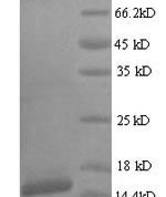 SDS-PAGE separation of QP7367 followed by commassie total protein stain results in a primary band consistent with reported data for Protein E7. These data demonstrate Greater than 90% as determined by SDS-PAGE.