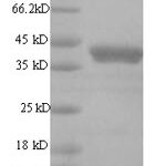 SDS-PAGE separation of QP7368 followed by commassie total protein stain results in a primary band consistent with reported data for Regulatory protein E2. These data demonstrate Greater than 90% as determined by SDS-PAGE.