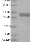 SDS-PAGE separation of QP7368 followed by commassie total protein stain results in a primary band consistent with reported data for Regulatory protein E2. These data demonstrate Greater than 90% as determined by SDS-PAGE.
