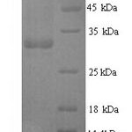 SDS-PAGE separation of QP7372 followed by commassie total protein stain results in a primary band consistent with reported data for Protein FimH. These data demonstrate Greater than 90% as determined by SDS-PAGE.