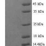 SDS-PAGE separation of QP7376 followed by commassie total protein stain results in a primary band consistent with reported data for Serine protease inhibitor Kazal-type 1. These data demonstrate Greater than 80% as determined by SDS-PAGE.