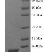 SDS-PAGE separation of QP7376 followed by commassie total protein stain results in a primary band consistent with reported data for Serine protease inhibitor Kazal-type 1. These data demonstrate Greater than 80% as determined by SDS-PAGE.