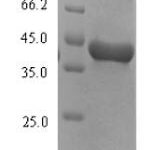 SDS-PAGE separation of QP7377 followed by commassie total protein stain results in a primary band consistent with reported data for Arginine esterase. These data demonstrate Greater than 90% as determined by SDS-PAGE.