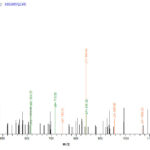 SEQUEST analysis of LC MS/MS spectra obtained from a run with QP7382 identified a match between this protein and the spectra of a peptide sequence that matches a region of Ag85C.