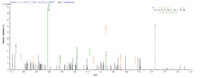 SEQUEST analysis of LC MS/MS spectra obtained from a run with QP7382 identified a match between this protein and the spectra of a peptide sequence that matches a region of Ag85C.