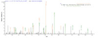 Additional SEQUEST analysis of the LC MS/MS spectra from QP7382 identified an additional between this protein and the spectra of another peptide sequence that matches a region of Ag85C confirming successful recombinant synthesis.