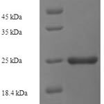 SDS-PAGE separation of QP7384 followed by commassie total protein stain results in a primary band consistent with reported data for ESAT-6-like protein EsxH. These data demonstrate Greater than 80% as determined by SDS-PAGE.