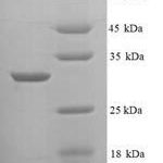 SDS-PAGE separation of QP7385 followed by commassie total protein stain results in a primary band consistent with reported data for INHA. These data demonstrate Greater than 90% as determined by SDS-PAGE.