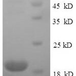 SDS-PAGE separation of QP7388 followed by commassie total protein stain results in a primary band consistent with reported data for Nickel-responsive regulator. These data demonstrate Greater than 90% as determined by SDS-PAGE.