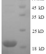 SDS-PAGE separation of QP7388 followed by commassie total protein stain results in a primary band consistent with reported data for Nickel-responsive regulator. These data demonstrate Greater than 90% as determined by SDS-PAGE.
