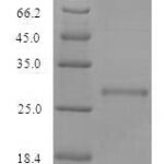 SDS-PAGE separation of QP7389 followed by commassie total protein stain results in a primary band consistent with reported data for Large-conductance mechanosensitive channel. These data demonstrate Greater than 90% as determined by SDS-PAGE.