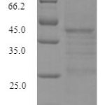 SDS-PAGE separation of QP7390 followed by commassie total protein stain results in a primary band consistent with reported data for LexA repressor. These data demonstrate Greater than 90% as determined by SDS-PAGE.