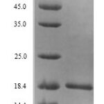 SDS-PAGE separation of QP7394 followed by commassie total protein stain results in a primary band consistent with reported data for Ferric uptake regulation protein. These data demonstrate Greater than 90% as determined by SDS-PAGE.