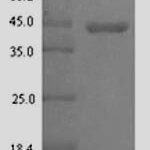 SDS-PAGE separation of QP7395 followed by commassie total protein stain results in a primary band consistent with reported data for Glc operon transcriptional activator. These data demonstrate Greater than 90% as determined by SDS-PAGE.