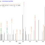 SEQUEST analysis of LC MS/MS spectra obtained from a run with QP7397 identified a match between this protein and the spectra of a peptide sequence that matches a region of Hygromycin-B 4-O-kinase.