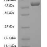 SDS-PAGE separation of QP7399 followed by commassie total protein stain results in a primary band consistent with reported data for Complement C3. These data demonstrate Greater than 80% as determined by SDS-PAGE.