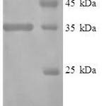 SDS-PAGE separation of QP7402 followed by commassie total protein stain results in a primary band consistent with reported data for IFN-alpha / IFNA1 / IFN. These data demonstrate Greater than 90% as determined by SDS-PAGE.