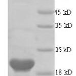 SDS-PAGE separation of QP7409 followed by commassie total protein stain results in a primary band consistent with reported data for Protein E6. These data demonstrate Greater than 90% as determined by SDS-PAGE.