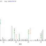 SEQUEST analysis of LC MS/MS spectra obtained from a run with QP7410 identified a match between this protein and the spectra of a peptide sequence that matches a region of Protein E7.