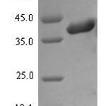 SDS-PAGE separation of QP7411 followed by commassie total protein stain results in a primary band consistent with reported data for Envelope glycoprotein H. These data demonstrate Greater than 90% as determined by SDS-PAGE.