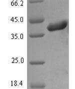 SDS-PAGE separation of QP7411 followed by commassie total protein stain results in a primary band consistent with reported data for Envelope glycoprotein H. These data demonstrate Greater than 90% as determined by SDS-PAGE.