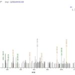 SEQUEST analysis of LC MS/MS spectra obtained from a run with QP7417 identified a match between this protein and the spectra of a peptide sequence that matches a region of Recombination protein uvsY.