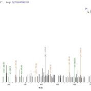 SEQUEST analysis of LC MS/MS spectra obtained from a run with QP7417 identified a match between this protein and the spectra of a peptide sequence that matches a region of Recombination protein uvsY.