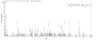 SEQUEST analysis of LC MS/MS spectra obtained from a run with QP7417 identified a match between this protein and the spectra of a peptide sequence that matches a region of Recombination protein uvsY.