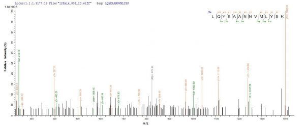 SEQUEST analysis of LC MS/MS spectra obtained from a run with QP7417 identified a match between this protein and the spectra of a peptide sequence that matches a region of Recombination protein uvsY.