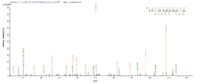 Additional SEQUEST analysis of the LC MS/MS spectra from QP7417 identified an additional between this protein and the spectra of another peptide sequence that matches a region of Recombination protein uvsY confirming successful recombinant synthesis.