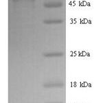 SDS-PAGE separation of QP7425 followed by commassie total protein stain results in a primary band consistent with reported data for Glycoprotein. These data demonstrate Greater than 90% as determined by SDS-PAGE.