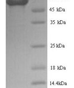 SDS-PAGE separation of QP7425 followed by commassie total protein stain results in a primary band consistent with reported data for Glycoprotein. These data demonstrate Greater than 90% as determined by SDS-PAGE.