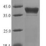 SDS-PAGE separation of QP7429 followed by commassie total protein stain results in a primary band consistent with reported data for clpP. These data demonstrate Greater than 90% as determined by SDS-PAGE.