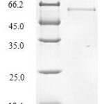 SDS-PAGE separation of QP7431 followed by commassie total protein stain results in a primary band consistent with reported data for Collagen alpha-6(VI) chain. These data demonstrate Greater than 90% as determined by SDS-PAGE.