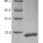 SDS-PAGE separation of QP7432 followed by commassie total protein stain results in a primary band consistent with reported data for Outer-membrane lipoprotein carrier protein. These data demonstrate Greater than 90% as determined by SDS-PAGE.