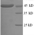 SDS-PAGE separation of QP7434 followed by commassie total protein stain results in a primary band consistent with reported data for L-lactate dehydrogenase. These data demonstrate Greater than 90% as determined by SDS-PAGE.