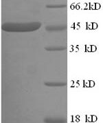 SDS-PAGE separation of QP7434 followed by commassie total protein stain results in a primary band consistent with reported data for L-lactate dehydrogenase. These data demonstrate Greater than 90% as determined by SDS-PAGE.