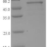 SDS-PAGE separation of QP7438 followed by commassie total protein stain results in a primary band consistent with reported data for Lys-gingipain. These data demonstrate Greater than 82.5% as determined by SDS-PAGE.