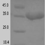 SDS-PAGE separation of QP7455 followed by commassie total protein stain results in a primary band consistent with reported data for Translocated intimin receptor Tir. These data demonstrate Greater than 90% as determined by SDS-PAGE.