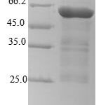 SDS-PAGE separation of QP7456 followed by commassie total protein stain results in a primary band consistent with reported data for Envelope glycoprotein L. These data demonstrate Greater than 90% as determined by SDS-PAGE.