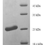 SDS-PAGE separation of QP7487 followed by commassie total protein stain results in a primary band consistent with reported data for Scrapie-responsive protein 1. These data demonstrate Greater than 90% as determined by SDS-PAGE.