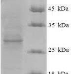 SDS-PAGE separation of QP7492 followed by commassie total protein stain results in a primary band consistent with reported data for Protein ORF3. These data demonstrate Greater than 90% as determined by SDS-PAGE.