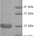 SDS-PAGE separation of QP7497 followed by commassie total protein stain results in a primary band consistent with reported data for Thiol:disulfide interchange protein DsbA. These data demonstrate Greater than 90% as determined by SDS-PAGE.