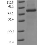 SDS-PAGE separation of QP7500 followed by commassie total protein stain results in a primary band consistent with reported data for Influenza A H3N2 (strain A / Kitakyushu / 159 / 1993) Nucleoprotein. These data demonstrate Greater than 90% as determined by SDS-PAGE.