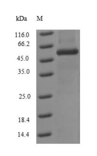 SDS-PAGE separation of QP7500 followed by commassie total protein stain results in a primary band consistent with reported data for Influenza A H3N2 (strain A / Kitakyushu / 159 / 1993) Nucleoprotein. These data demonstrate Greater than 90% as determined by SDS-PAGE.